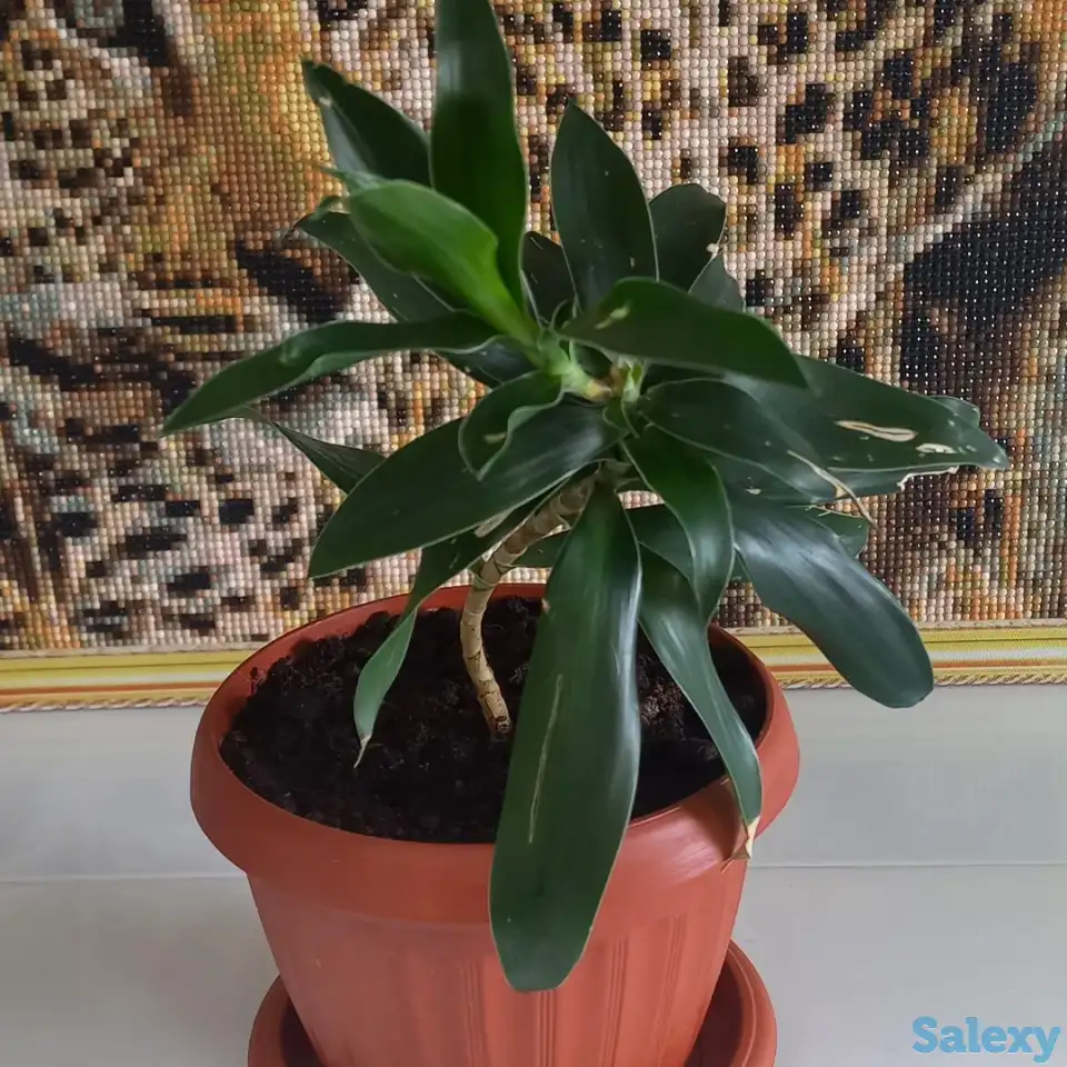 Продам комнатные цветы, фотография 4