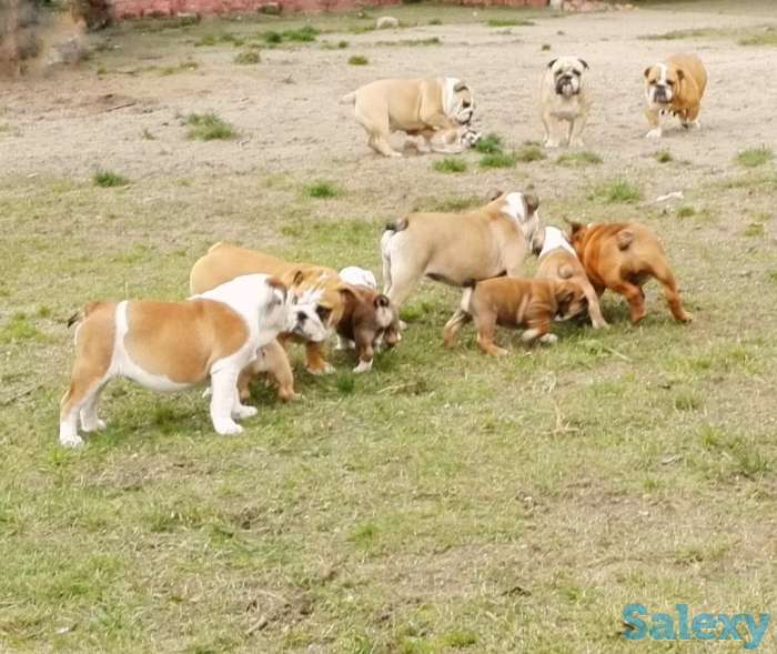 Красотка, фотография 2