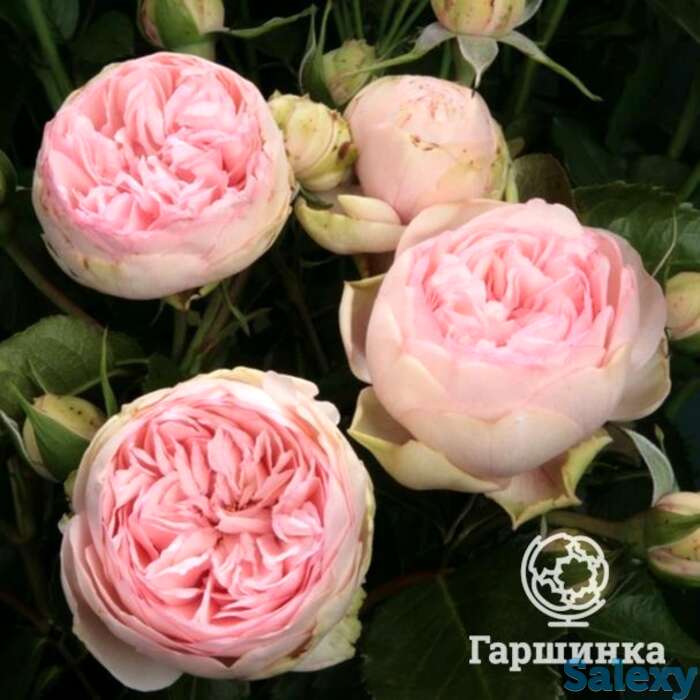 Роза чарминг пиано чайно-гибридная, тантау, фотография 1