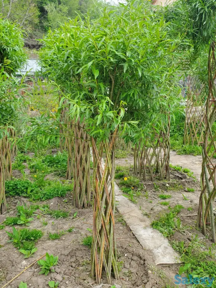 Плетеная ива (сибирская пальма) для Вашего сада!, фотография 2