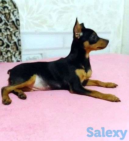 Бронируйте и покупате самых прекрасных малышей, фотография 1