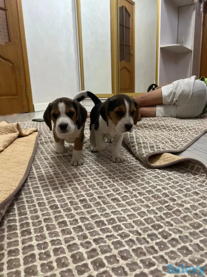 Продается биглята, фотография 2