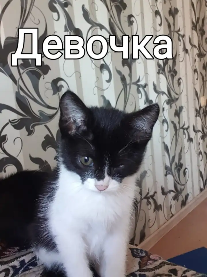 Кошки, фотография 4