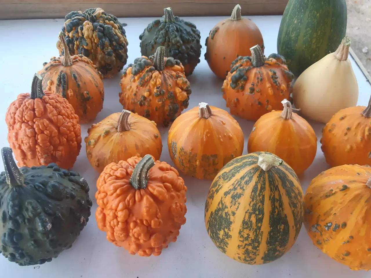 тыквы, фотография 1