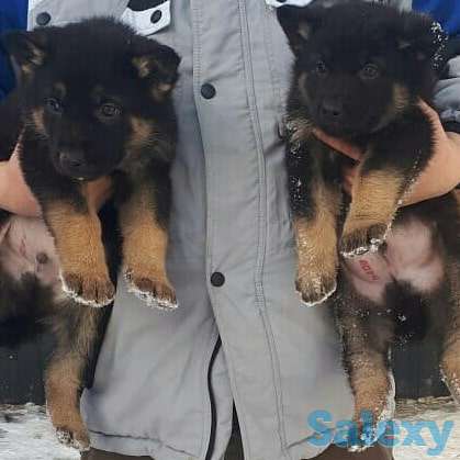 Срочна продам щенков ВЕО, фотография 4