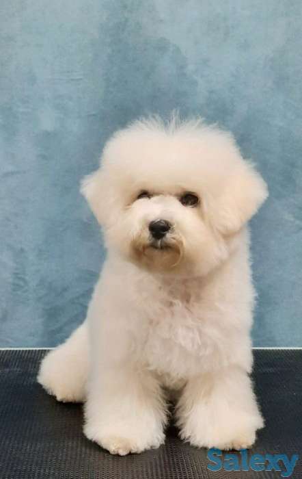 Бишон Фризе., фотография 2