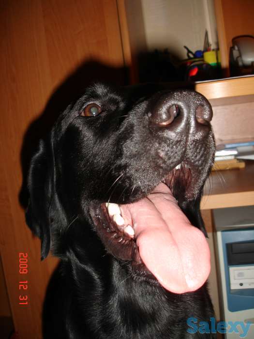 Актау! Пропал черный лабрадор., фотография 2