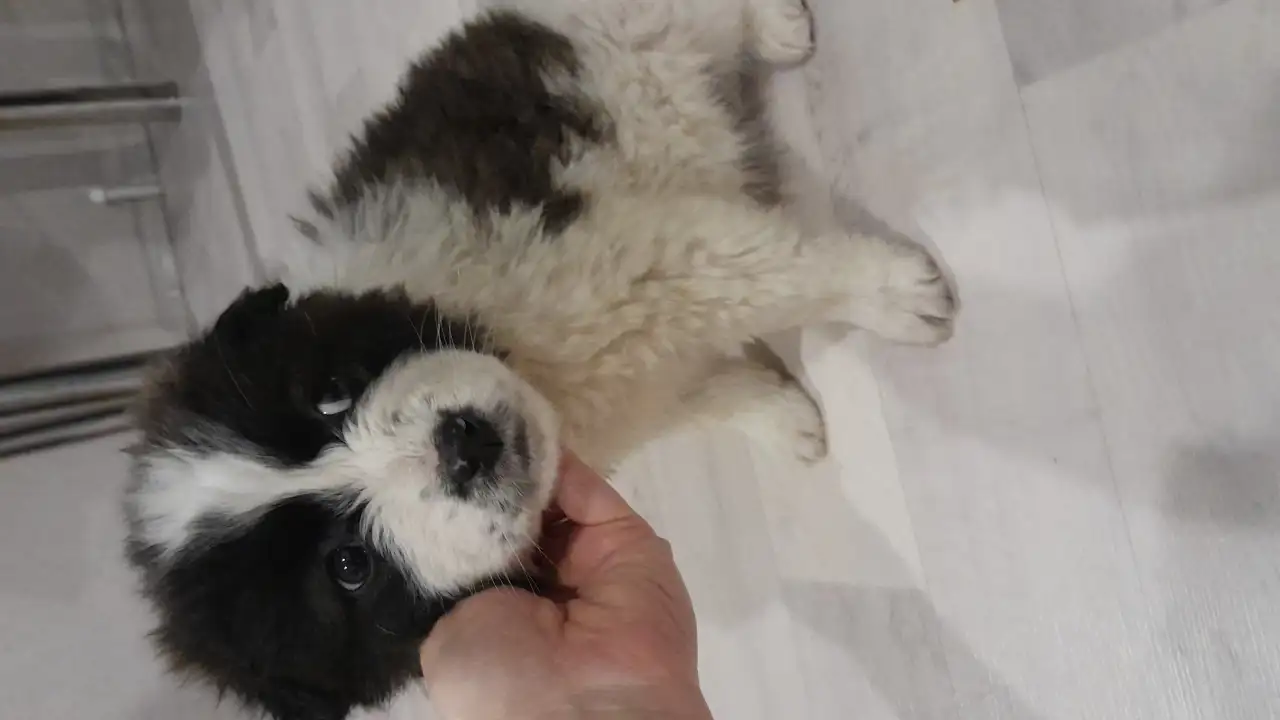 Дарю щенят!, фотография 2