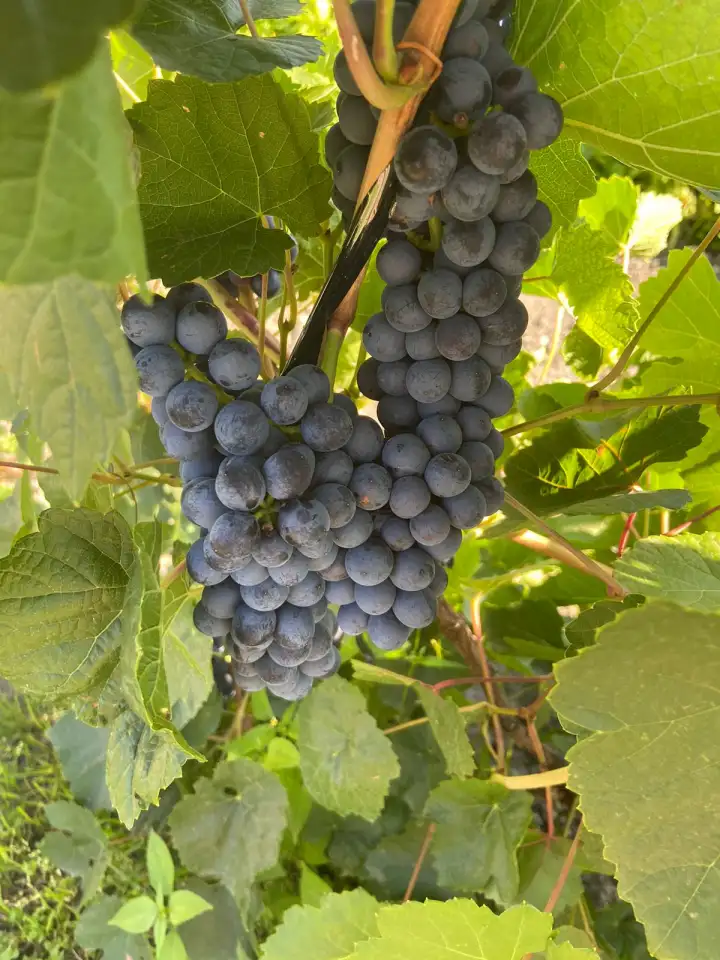 продам дачу, казахстан, восточно казахстанская область, восточник степной №576, фотография 10