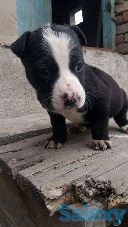 Продам чистокровных щенков питбуля, фотография 1