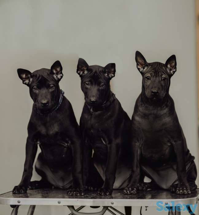 Щенки Тайского риджбека, фотография 1