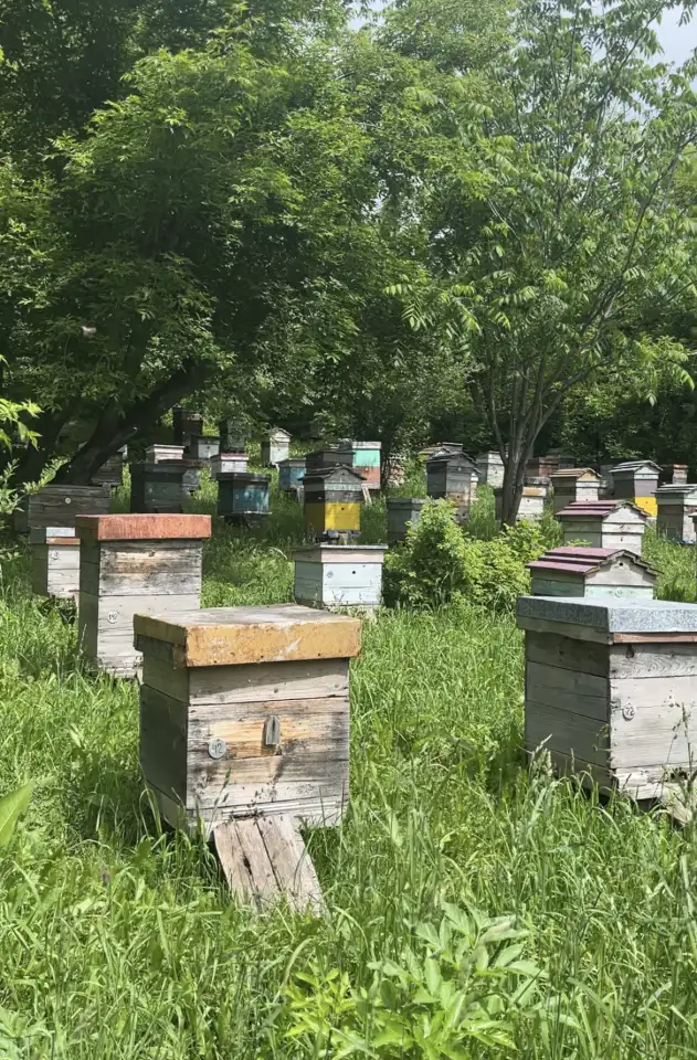 Пчелопакеты и пчелосемьи, фотография 3