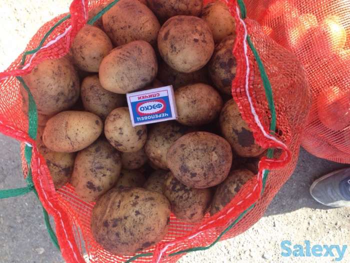 Картошка урожая 2018 года., фотография 1