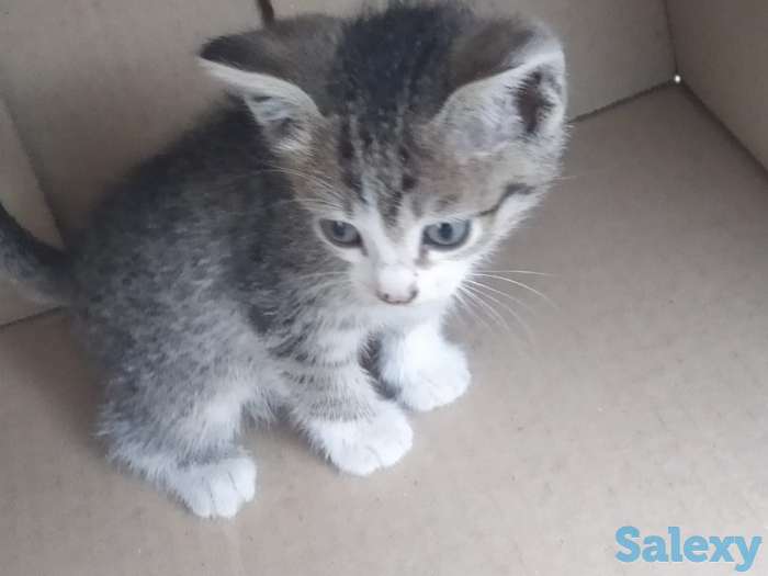 Отдам котят в хорошие руки, мать примесь турецкого вана, фотография 5