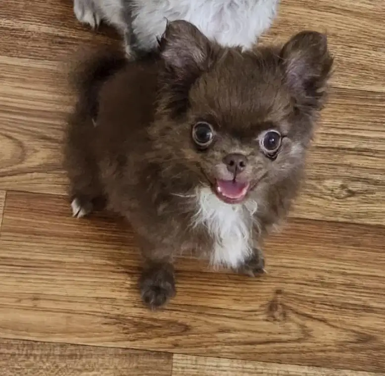 Щенок чихуахуа Длиношерстная, фотография 1