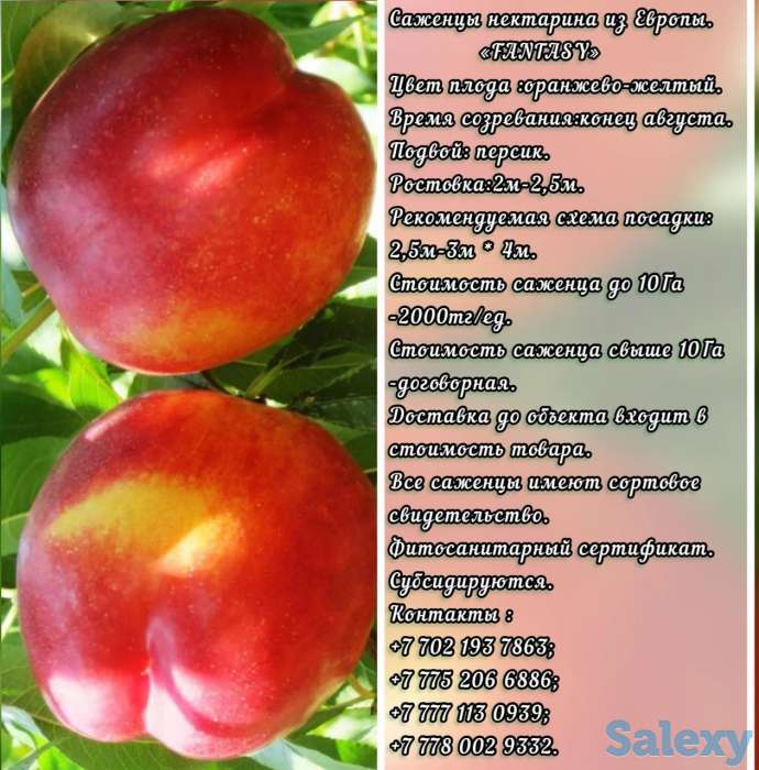 Саженцы нектарина  Fantasy (Фантазия) Сербия, фотография 1
