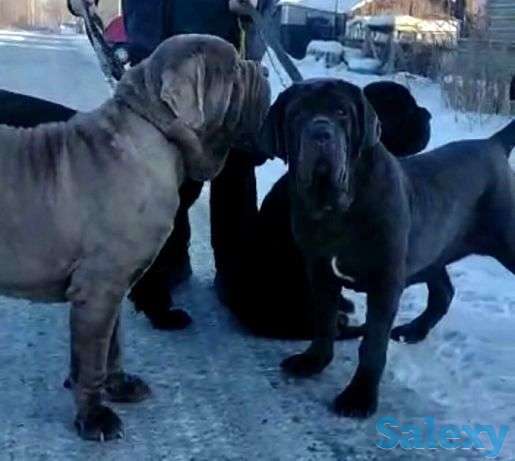 Щенки мастино наполетано, фотография 1