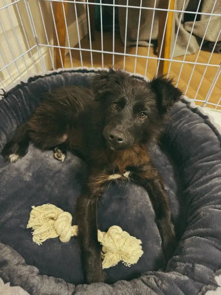 Ищет семью!, фотография 2