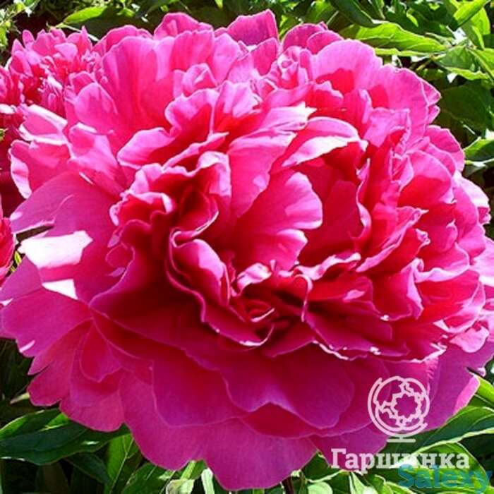 Пион банкер хилл, фотография 1