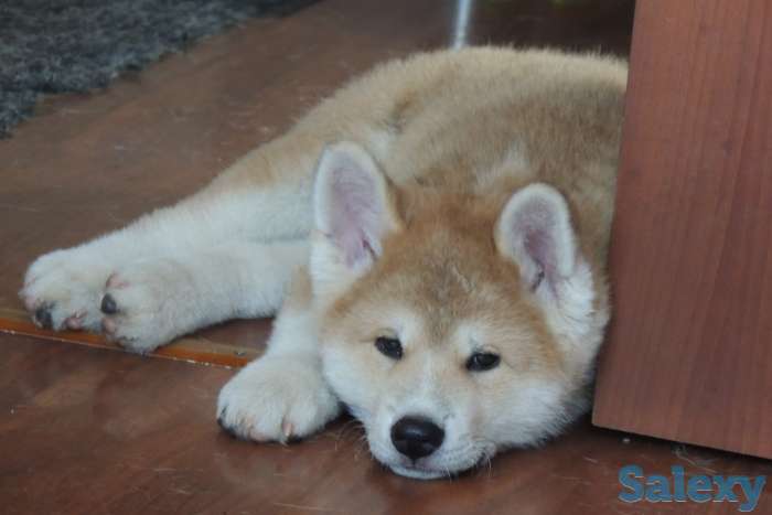 щенки акита ину, фотография 5