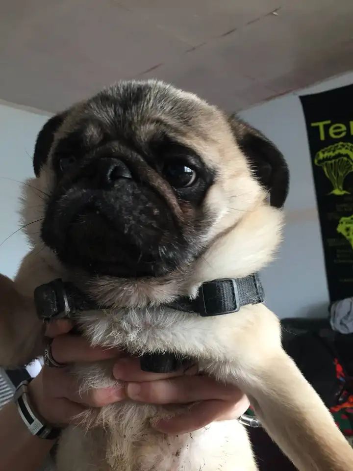 продам мопса ему 3 года, фотография 1