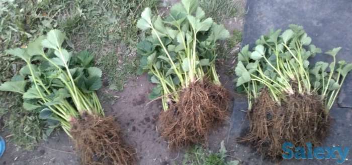 Продам таёжную землянику крупноплодная!привезена, фотография 11