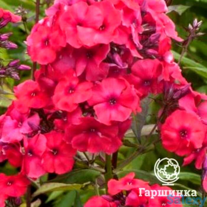 Флокс метельчатый Юлиглут, фотография 1