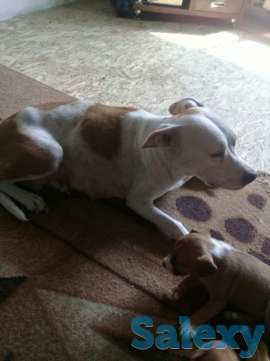 Породам щенков питбуля, фотография 6