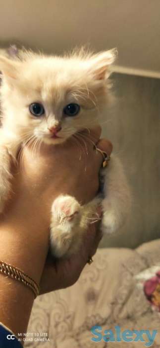 Котята, фотография 1