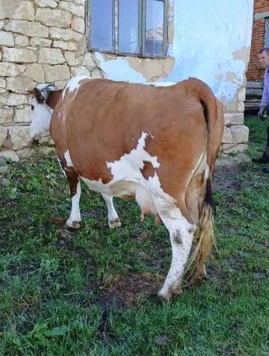 Продам корову молочную, фотография 2