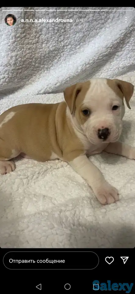 Продажа стаффорда, фотография 1