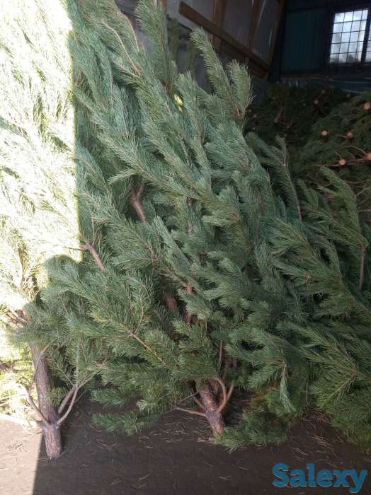 Елка новогодняя, фотография 1