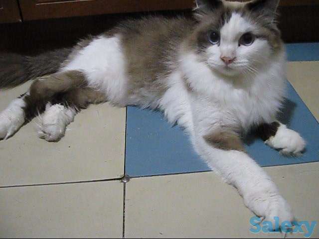 Кот породы Рэгдоллы, фотография 4