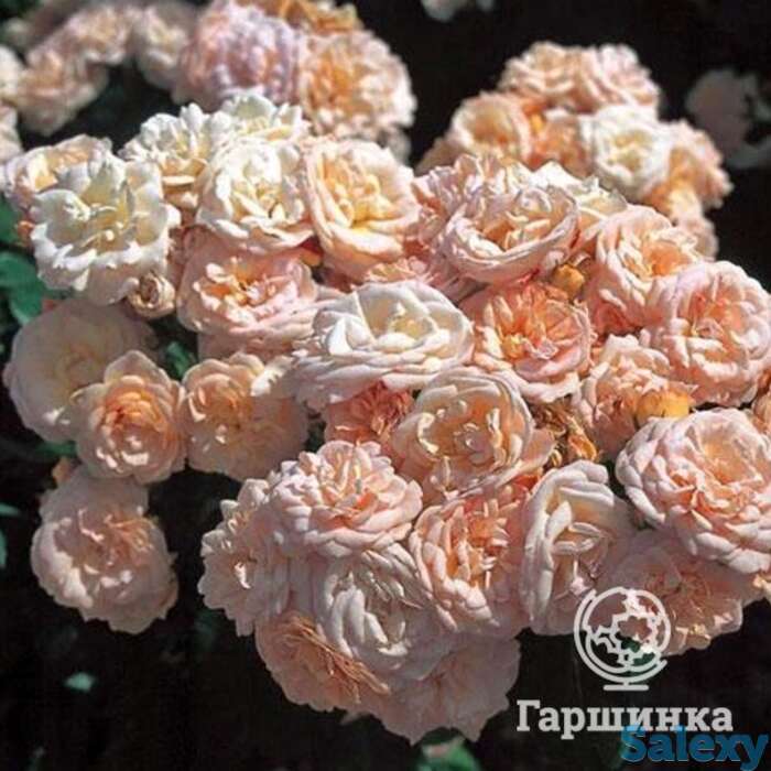 Роза бордюр накрэ, дельбар, фотография 1