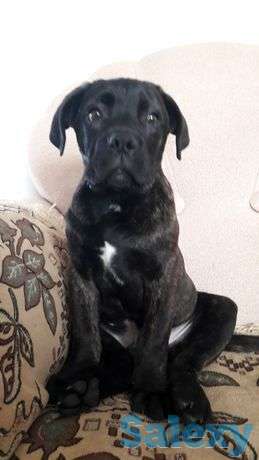 Продам, фотография 1