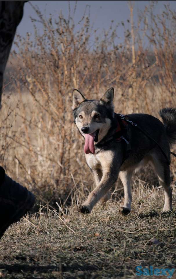 Отдам собаку, фотография 10
