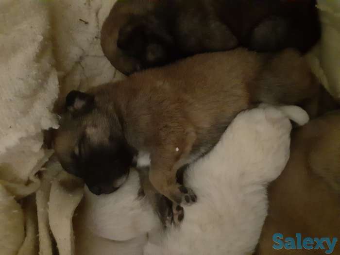 Продам щенка, фотография 1