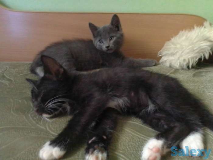 Двухмесячные котята, бесплатно, фотография 3