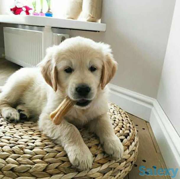 Золотистый ретривер, фотография 1