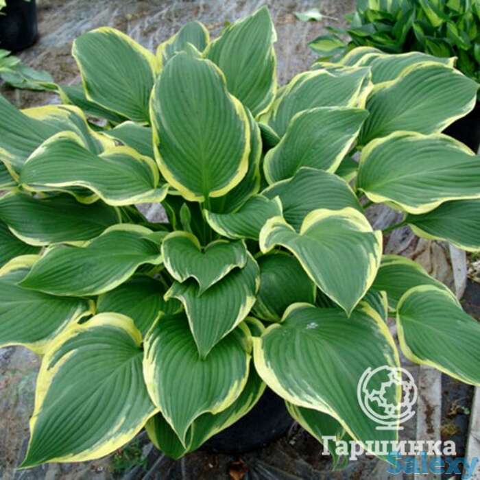 Хоста Еллоу ривер (ML), фотография 1