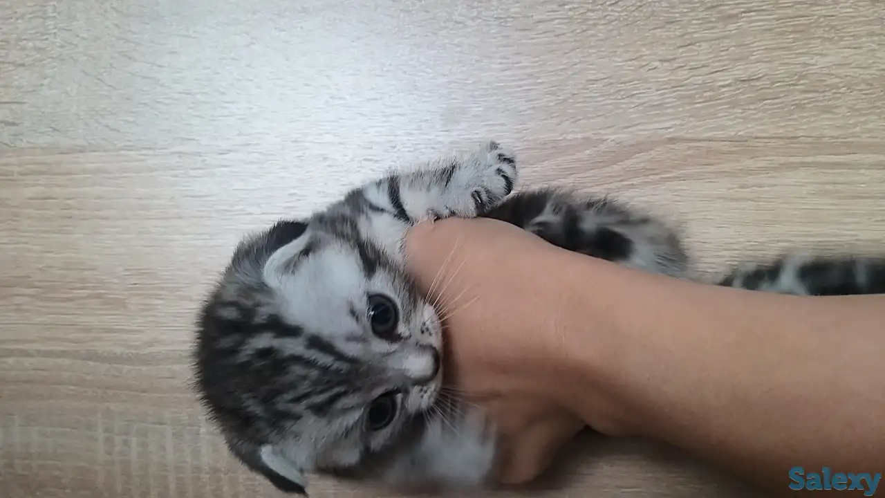 Продам шотландских котят, фотография 5