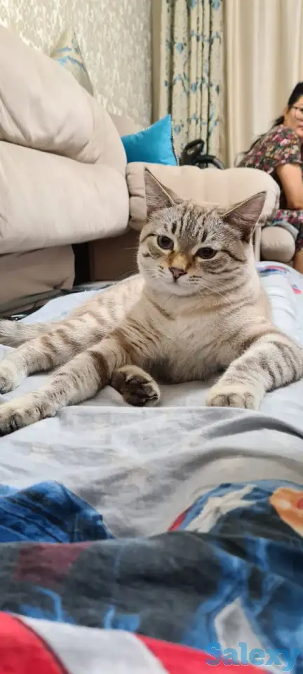 Пропал кот, фотография 2