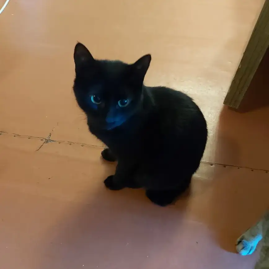 Пантеры 2 штуки 6 мес., фотография 3