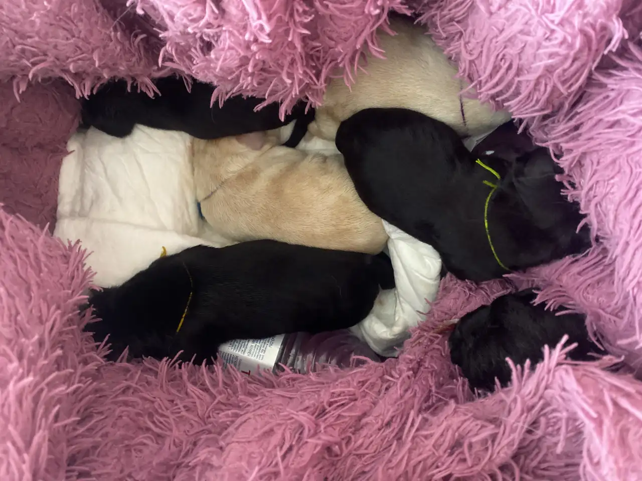 Лабрадор с документами, фотография 1