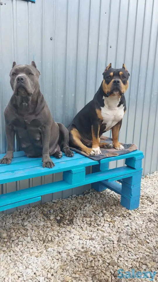 Продам щенков Американского булли Pocket, фотография 2