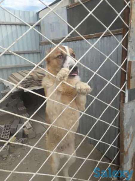 Алабай, фотография 1