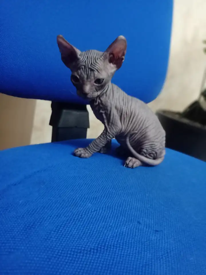 Очень ласковая кошечка сфинкс, ждёт своих хозяев!!!, фотография 7