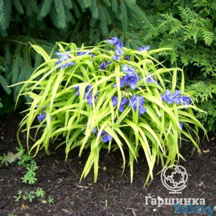 Традесканция свит кейт, фотография 1