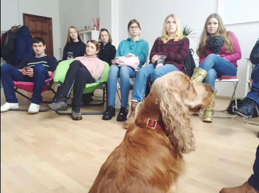 Ищу Выгульщика Собак, фотография 3