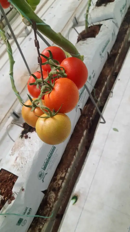 Продаю помидоры тепличные., фотография 4